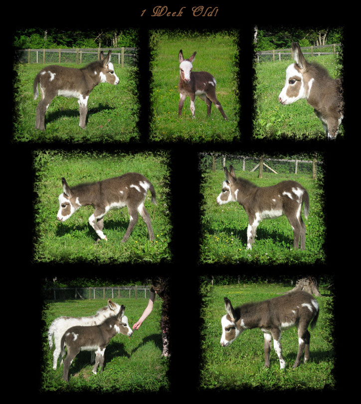 Critter Haven Farm Miniature Donkeys